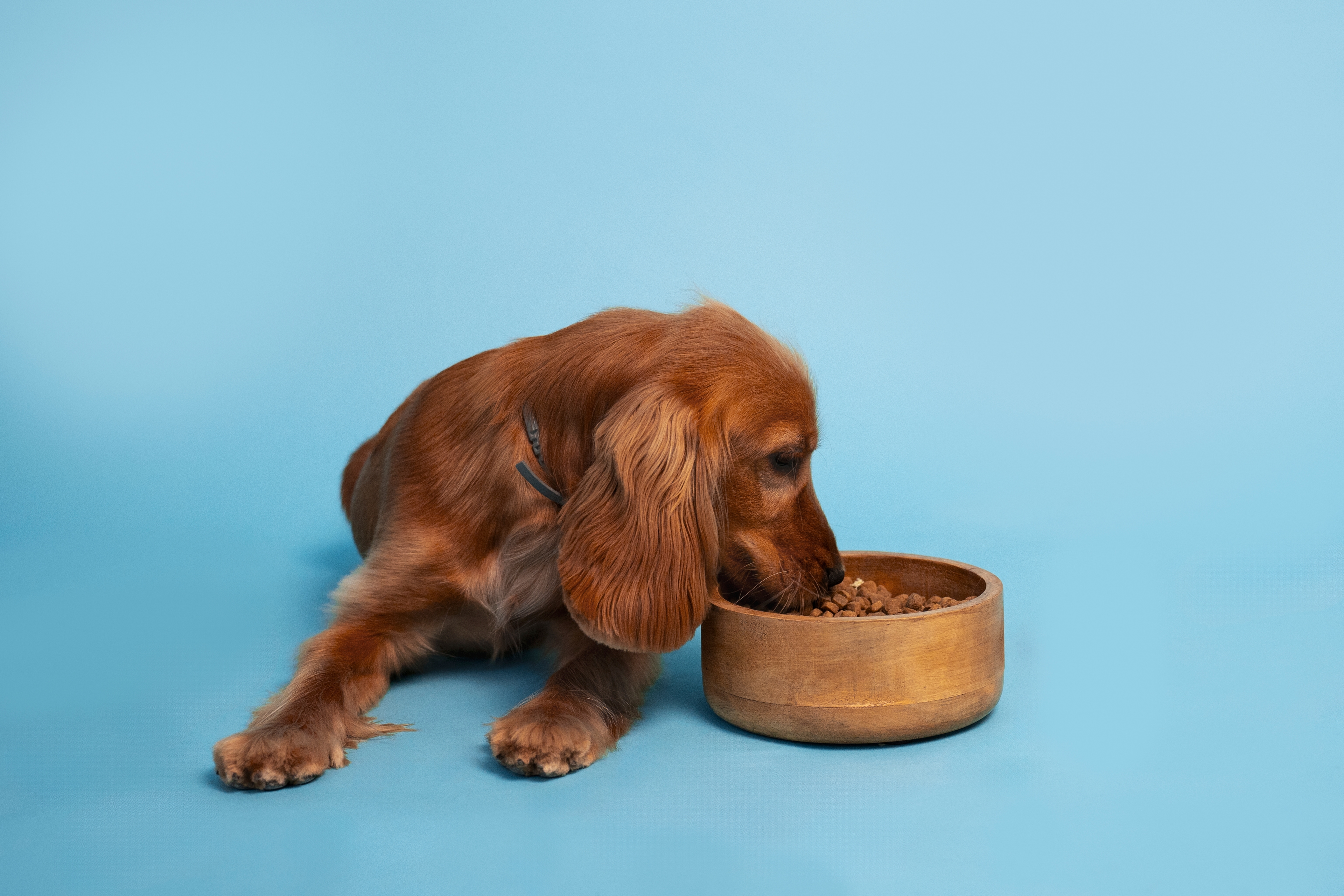 Kibble