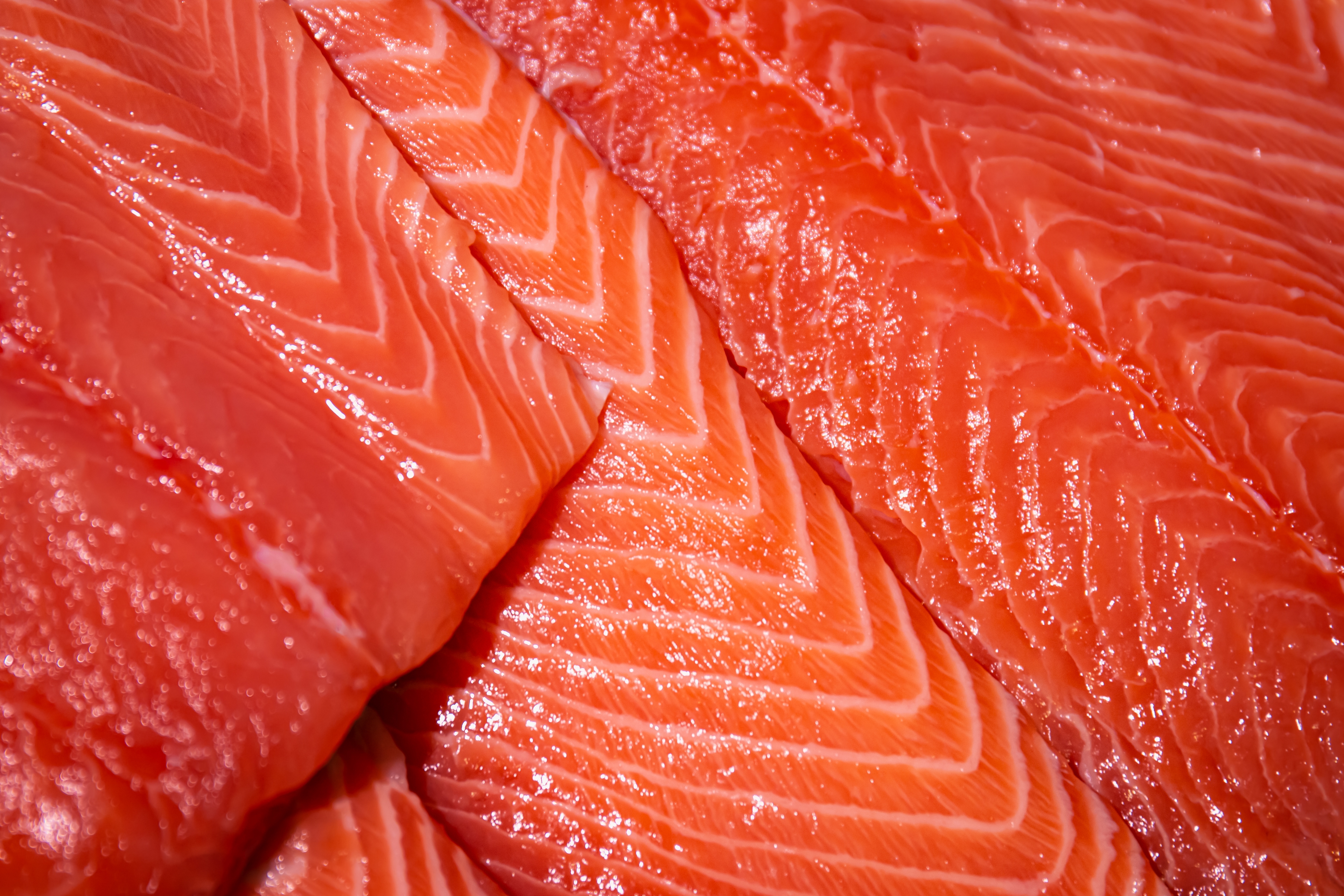 Salmon