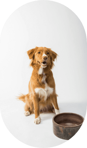 Dog 4